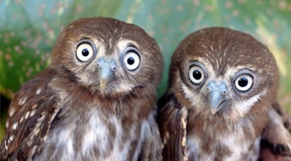 Owl törpe életmód (törpe életmód) Bagoly törpe életmód