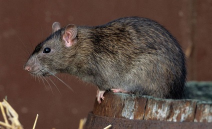 Hány évig él a patkányok és a takarmány háziállatok