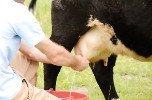 Hány tőgybimbóin a tehén tőgy különböző betegségek, annak formáját és anatómiája