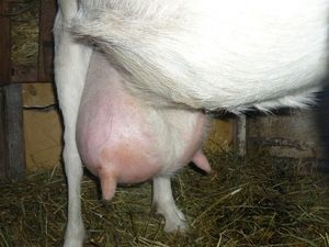 Hány tőgybimbóin a tehén tőgy különböző betegségek, annak formáját és anatómiája