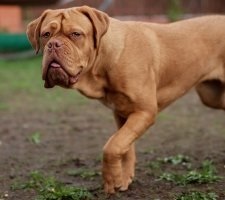 Dogue de Bordeaux kutyafajta leírás, fotók, az ár a kölykök, vélemények