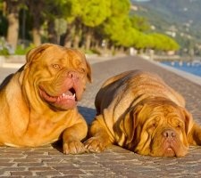 Dogue de Bordeaux kutyafajta leírás, fotók, az ár a kölykök, vélemények