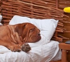 Dogue de Bordeaux kutyafajta leírás, fotók, az ár a kölykök, vélemények