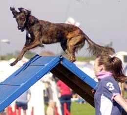 Kutya a Guinness World Records - Guinness könyvben