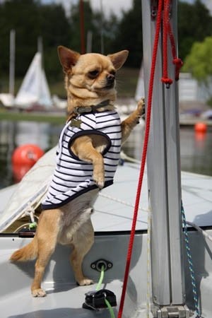 Kutyák a hajó és a medence