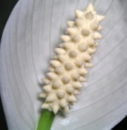 Spathiphyllum - ez