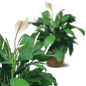 Spathiphyllum ellátás, transzplantációs otthon jellemzői a legjobb fajták