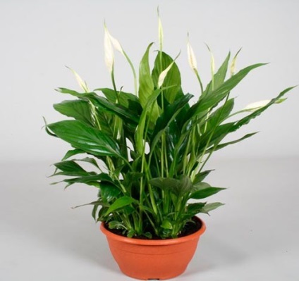 Spathiphyllum Növény ápolás otthon