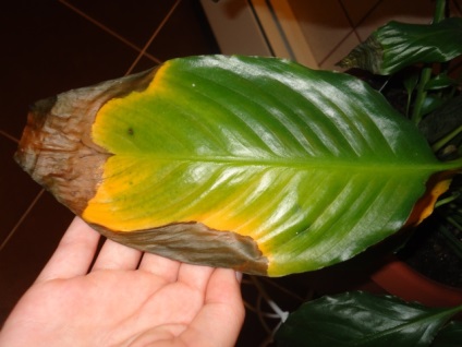Spathiphyllum növényápolás otthon (virág) Spathiphyllum Növény ápolás otthon