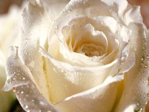 Elrejteni a hideg rózsa (rose felkészülés télen) Elrejtése emelkedett a fagy