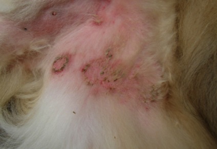 Staphylococcus kutyák jelei, tünetei és kezelése, mind a kutyák