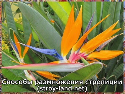 Strelitzia - otthoni gondozást