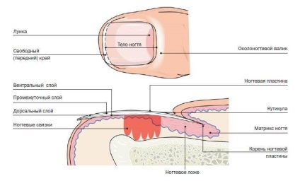 köröm szerkezete, amely tartalmazza a humán körömlemez (körömmel) Nail szerkezete mit jelent az emberi körömlemez