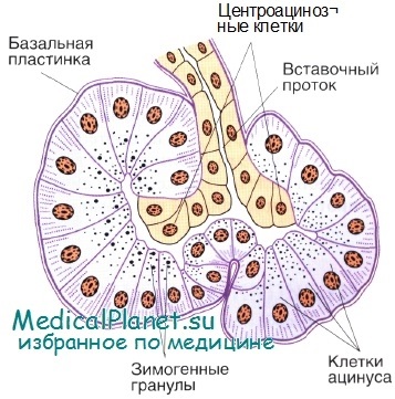 A szerkezet a hasnyálmirigy (pancreas) A szerkezet a hasnyálmirigy