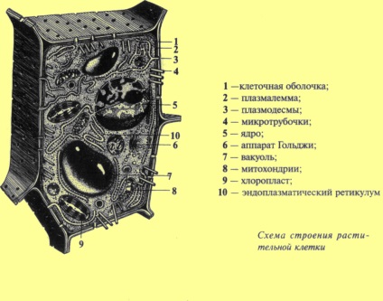 A szerkezet a növényi sejt (fotoszintézis) A szerkezet a növényi sejt