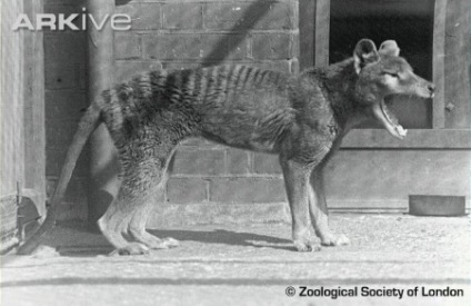 Erszényes farkas - egy forrása a jó hangulat (Tasmania) Erszényes farkas - forrása a jó hangulat