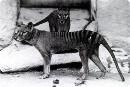 Erszényes farkas - egy forrása a jó hangulat (Tasmania) Erszényes farkas - forrása a jó hangulat