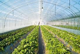 Greenhouse business - hogyan kell kezdeni egy üzleti tervet egy üvegház, a kis üzleti ötletek
