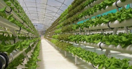 Greenhouse üzleti - hol kezdjem, és mit előnyös növekedni