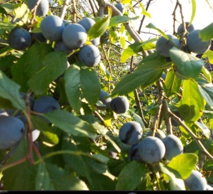 Damson - Összefoglaló (szilva) Damson - Összefoglaló