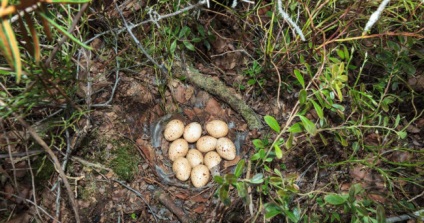 Grouse (fotó), ez a csávó az erdei