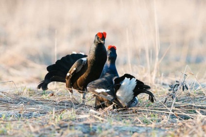 Grouse (fotó), ez a csávó az erdei