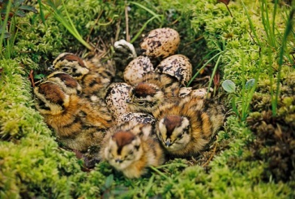 Grouse (fotó), ez a csávó az erdei