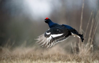 Grouse (fotó), ez a csávó az erdei