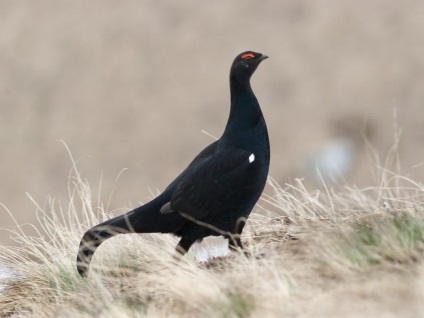 Grouse (fotó), ez a csávó az erdei