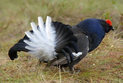 Grouse (fotó), ez a csávó az erdei