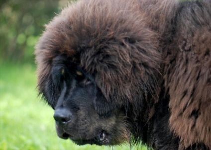 Tibeti masztiff gyönyörű fotó megjelenése felnőtt kutyák és kölykök tenyészteni tibeti masztiff