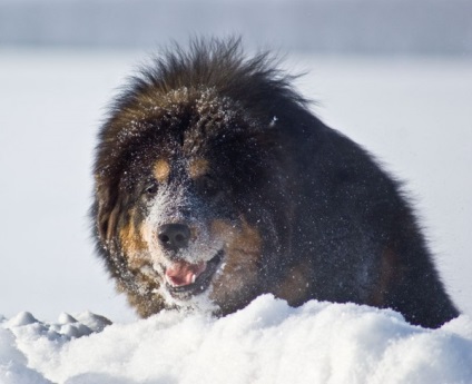 Tibeti masztiff gyönyörű fotó megjelenése felnőtt kutyák és kölykök tenyészteni tibeti masztiff