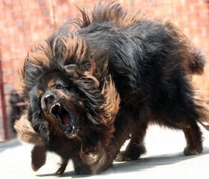 Tibeti masztiff gyönyörű fotó megjelenése felnőtt kutyák és kölykök tenyészteni tibeti masztiff