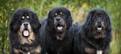 Tibeti masztiff gyönyörű fotó megjelenése felnőtt kutyák és kölykök tenyészteni tibeti masztiff