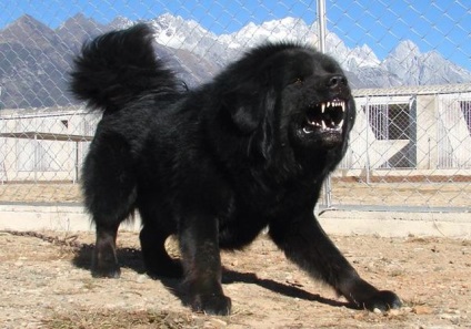 Tibeti masztiff gyönyörű fotó megjelenése felnőtt kutyák és kölykök tenyészteni tibeti masztiff