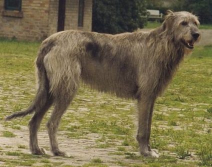 Top 10 legnagyobb kutyafajták a világon