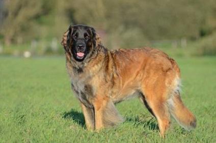 Top 10 legnagyobb kutyafajták a világon