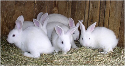 Догляд за кроликами в домашніх умовах для початківців