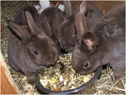 Догляд за кроликами в домашніх умовах для початківців