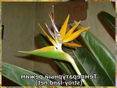 Care liliom termesztési feltételek és gondozása Strelitzia hasznos szobanövények