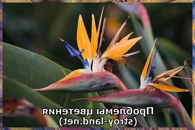 Care liliom termesztési feltételek és gondozása szobanövények hasznos Strelitzia (Strelitzia) Care liliom termesztési feltételek és gondozása Strelitzia hasznos szobanövények