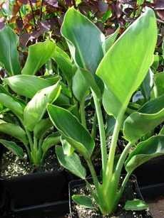 Care liliom termesztési feltételek és gondozása Strelitzia hasznos szobanövények