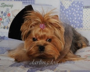 Gondozó a fülek Yorkshire terrier