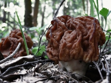 Tavaszi Morel gomba (kucsmagomba megtalálható) Tavaszi gomba kucsmagomba