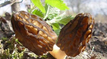 Tavaszi gombák kucsmagomba (vonalak) Tavaszi gomba kucsmagomba