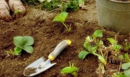 Eper termesztés - a titkait tapasztalt kertészek