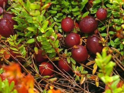 Cranberry termesztése az országban