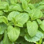 Hatása a menta és a citromfű egy férfi - orvosához Aibolit (menta) Hatása a menta és a citromfű egy férfi - kezelőorvosát Aibolit