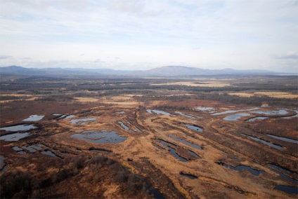 Wetlands (növényfaj) A vizes élőhelyek