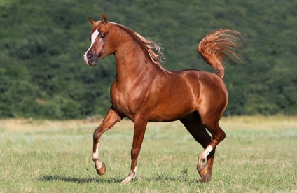 Minden arab lófajta áttekintést, leírást és jellemzést fotó és videó